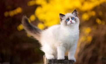 QQ��ͼ20210422181825.png