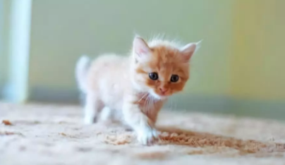 QQ��ͼ20210426165849.png