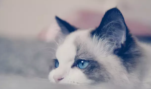 QQ��ͼ20210429181937.png
