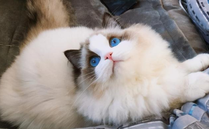 QQ��ͼ20210508164215.png