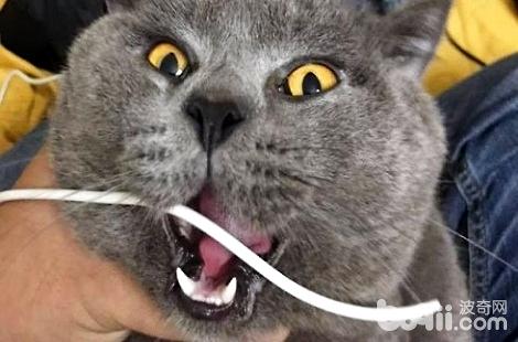 Ϊʲô���è���β��