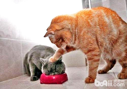 纠正猫咪异常摄食的办法 纠正猫咪异常摄食的办法