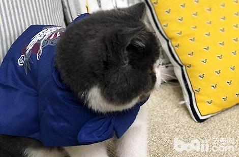 �ӷ�èӦ����ôι���ȽϺã�