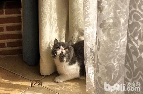 �ӷ�è�ڻ����׶���Ҫ��Ϊ������