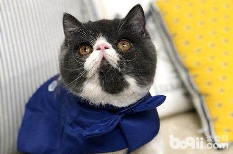 �ӷ�è�ڻ����׶���Ҫ��Ϊ������