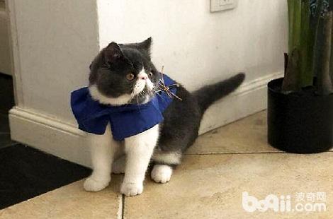 �ӷ�è�ڻ����׶���Ҫ��Ϊ������