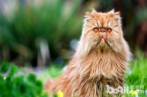 ��˹è�����Ӿ�Ȼ�����ˣ�Ϊʲô����ô���أ�