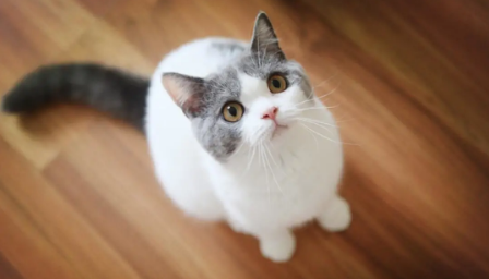 QQ��ͼ20210611100459.png