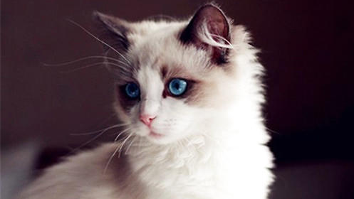 QQ��ͼ20210617092506.png