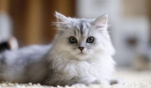 QQ��ͼ20210622100924.png