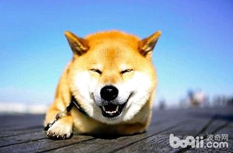 ��ȮΪʲô��ҧ�����è�䣿 