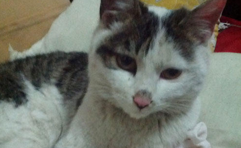 QQ��ͼ20210809171320.png