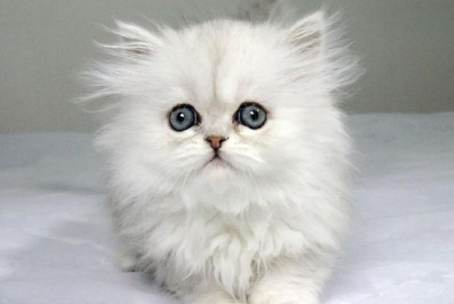 QQ��ͼ20210811171925.png