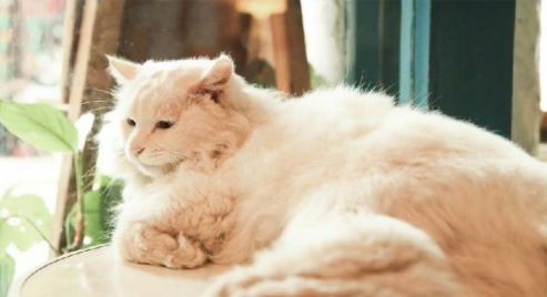 QQ��ͼ20210818170409.png