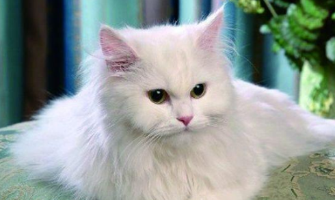 QQ��ͼ20210819170841.png