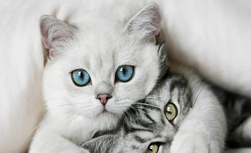 QQ��ͼ20210825171527.png