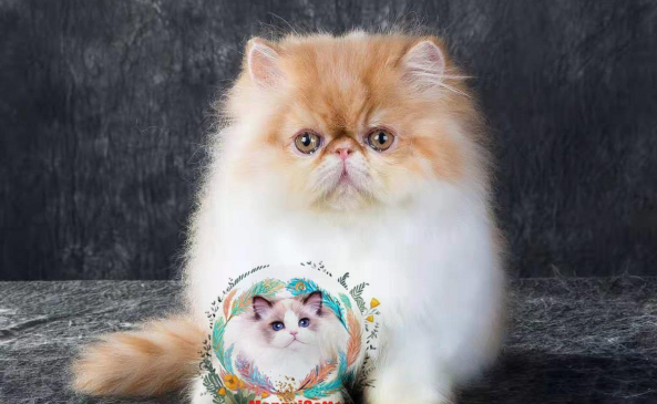 QQ��ͼ20210908172730.png